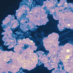 西方乳交在线观看
