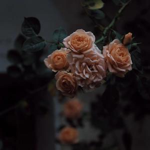 西方乳交在线观看
